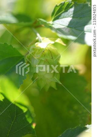 跳果 跳果 118024855