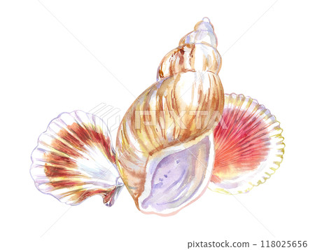 Seashell composition of Rosy Wolf snail and two Calico Scallop in watercolor. A marine gastropod mollusks, large sea snails with yellow, red, brown spots and stripes. Scallop bivalve marine mollusk Seashell composition of Rosy Wolf snail and two Calico Scallop in watercolor. A marine gastropod mollusks, large sea snails with yellow, red, brown spots and stripes. Scallop bivalve marine mollusk 118025656
