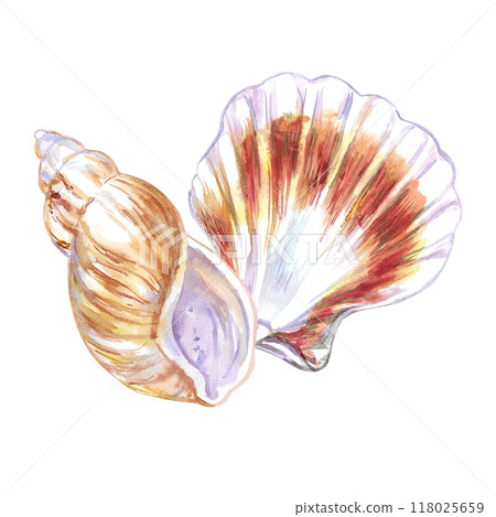 Seashell composition of Rosy Wolf snail and Calico Scallop in watercolor. A marine gastropod mollusks, large sea snails with yellow, red, brown spots and stripes. Scallop bivalve marine mollusk 118025659