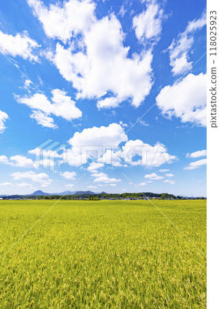 Rural landscape 118025923