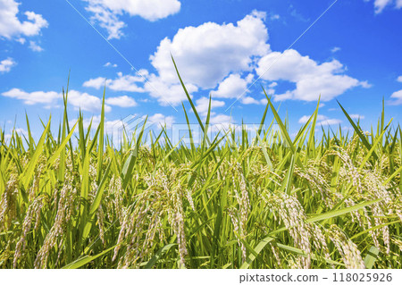 Rural landscape 118025926
