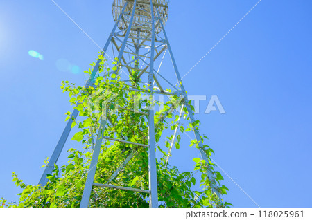 Ivy-covered fire watchtower [Nagano Prefecture] 118025961