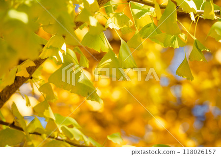 日本 銀杏 旅遊 樹 黃色 ginko ginkgo gingko background イチョウ 日本 銀杏 旅遊 樹 黃色 ginko ginkgo gingko background イチョウ 118026157