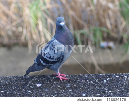 "Are you here?" (A pigeon poses on the bank of Kagami River) 118026176