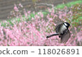 早春盛開的桃樹背景下,一隻大山雀飛翔。 早春盛開的桃樹背景下,一隻大山雀飛翔。 118026891