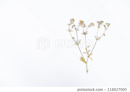 Herbarium, dried caustic buttercup on a white background, top view 118027005