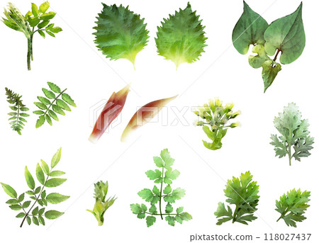 日本藥草插畫素材集 日本藥草插畫素材集 118027437