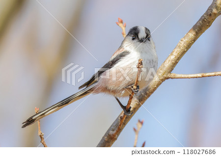 A cute long-tailed tit perched on a branch A cute long-tailed tit perched on a branch 118027686