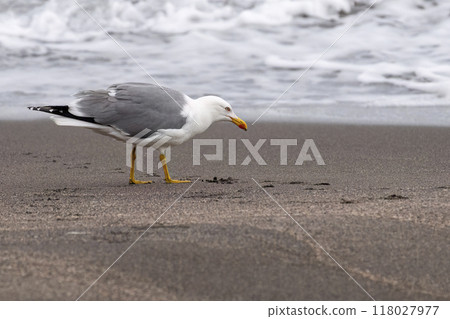 Yellow-legged gull on the beach in Azores Yellow-legged gull on the beach in Azores 118027977