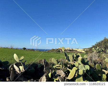 Cactuses growing on a green field in the island of Gozo, Malta. Cactuses growing on a green field in the island of Gozo, Malta. 118028121