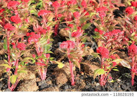 Dark red cockscomb flower, Flower of cockscomb (Celosia cristata) photographed in the garden with selective focus. Dark red cockscomb flower, Flower of cockscomb (Celosia cristata) photographed in the garden with selective focus. 118028193