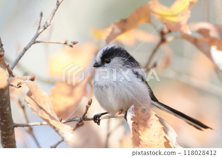 Long-tailed tit resting on dead leaves Long-tailed tit resting on dead leaves 118028412