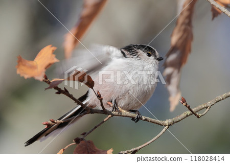 Long-tailed tit flapping its wings on a branch 118028414
