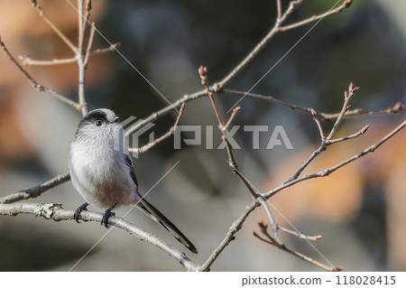 Long-tailed tit perched on a branch in winter 118028415