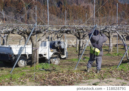 A heron pruning the branches of a pear tree 118028791