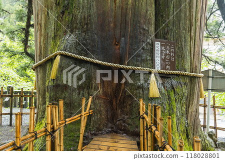 日本長野縣長野市戶隱神社中殿的三本杉 118028801