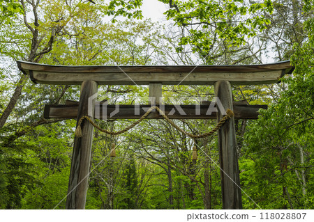 日本長野縣長野市戶隱神社的大鳥居和內殿參道 日本長野縣長野市戶隱神社的大鳥居和內殿參道 118028807