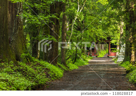 The inner shrine approach and Zuishinmon gate of Togakushi Shrine in Nagano City, Nagano Prefecture, Japan The inner shrine approach and Zuishinmon gate of Togakushi Shrine in Nagano City, Nagano Prefecture, Japan 118028817