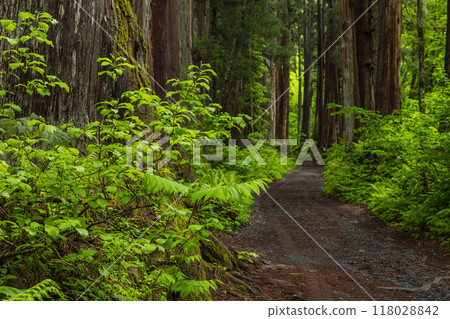 The cedar-lined approach to the inner shrine of Togakushi Shrine in Nagano City, Nagano Prefecture, Japan 118028842