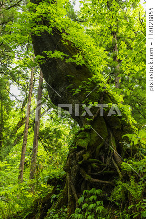 Scenery along the approach to the inner shrine of Togakushi Shrine in Nagano City, Nagano Prefecture, Japan Scenery along the approach to the inner shrine of Togakushi Shrine in Nagano City, Nagano Prefecture, Japan 118028855