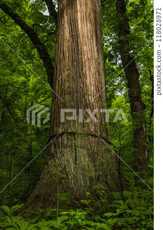 A huge cedar tree along the approach to the inner shrine of Togakushi Shrine in Nagano City, Nagano Prefecture, Japan 118028971