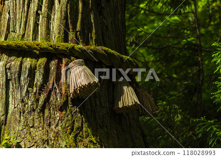 日本長野縣長野市戶隱神社內殿參道旁的杉樹 日本長野縣長野市戶隱神社內殿參道旁的杉樹 118028993