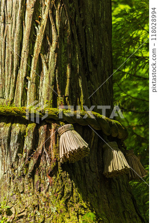 日本長野縣長野市戶隱神社內殿參道旁的杉樹 日本長野縣長野市戶隱神社內殿參道旁的杉樹 118028994