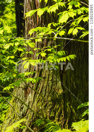 日本長野縣長野市戶隱神社內殿參道旁的杉樹 118028995