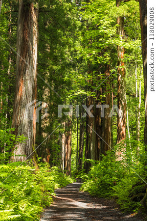The cedar-lined approach to the inner shrine of Togakushi Shrine and the ruins of the inner shrine temple in Nagano City, Nagano Prefecture, Japan 118029008