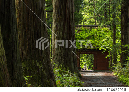 日本長野縣長野市戶隱神社內殿的杉木參道與瑞神門 118029016