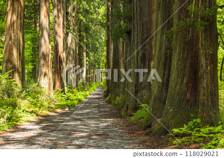 The cedar-lined approach to the inner shrine of Togakushi Shrine and the ruins of the inner shrine temple in Nagano City, Nagano Prefecture, Japan 118029021