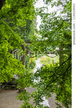 日本長野縣長野市戶隱神社 Hokosha 的大鳥居 日本長野縣長野市戶隱神社 Hokosha 的大鳥居 118029043