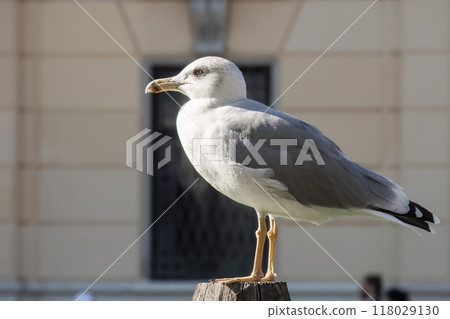 Yellow-legged gull Yellow-legged gull 118029130