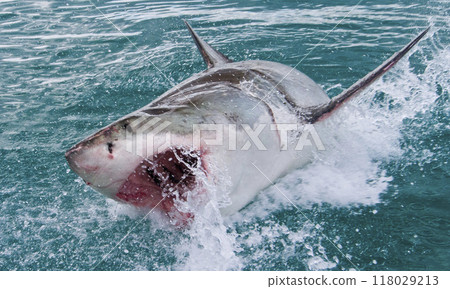 Great White Shark, South Africa 118029213
