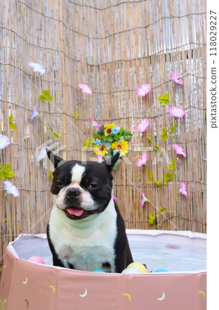 Mighty the Boston terrier is in the pool, gazing at the water with a cute smile. Mighty the Boston terrier is in the pool, gazing at the water with a cute smile. 118029227