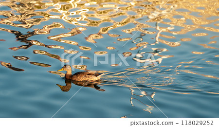 Mallard or wild duck Anas platyrhynchos female in a local lake. Beautiful waterfowl. 118029252