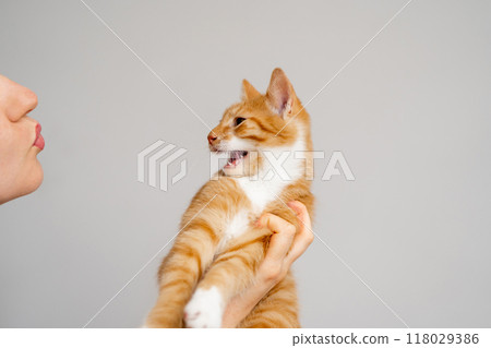 The owner kisses her cat. An angry and aggressive ginger tabby kitten does not want to play. Love for cats. Naughty cat owner. The owner kisses her cat. An angry and aggressive ginger tabby kitten does not want to play. Love for cats. Naughty cat owner. 118029386