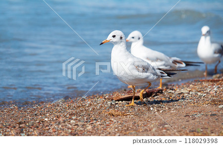 White seagulls walking on beach by sea or lake. Scene as white sea birds gracefully strolls along sandy shore background. Nature White seagulls walking on beach by sea or lake. Scene as white sea birds gracefully strolls along sandy shore background. Nature 118029398