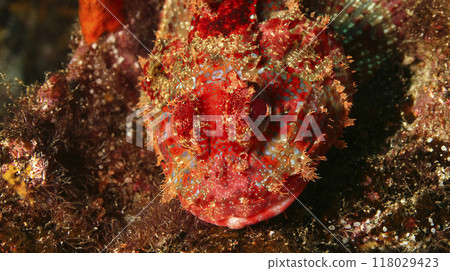 Stonefish, Galapagos National Park, Ecuador 118029423