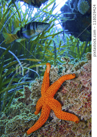 Red Starfish, Cabo Cope-Puntas del Calnegre Natural Park, Spain 118029424