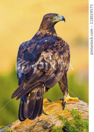 Golden Eagle, Mediterranean Forest, Spain Golden Eagle, Mediterranean Forest, Spain 118029573