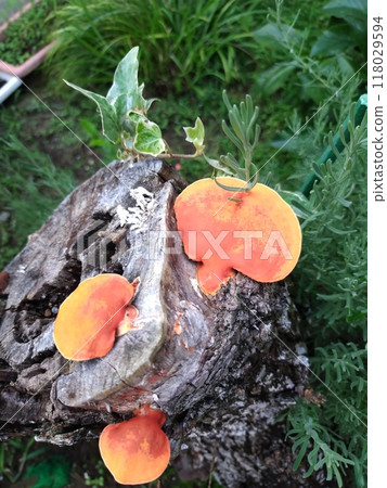 Orange mushroom Hiirodake Orange mushroom Hiirodake 118029594