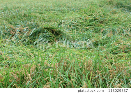 一場颱風襲擊了即將收割的稻田。 118029887