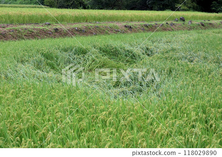 A typhoon hit the rice fields just before harvest. 118029890