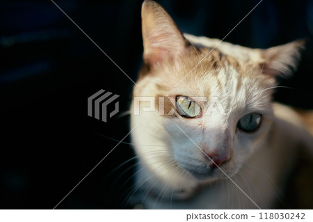 Close up Beautiful white lying 118030242