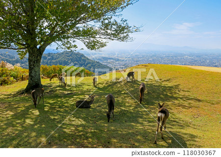 三重縣奈良秋天的若草山、放牧的鹿和奈良市的街景 118030367