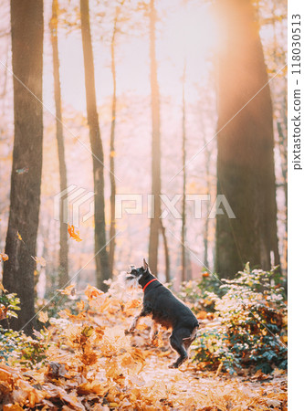 Miniature Schnauzer Dog Or Zwergschnauzer Funny Jumping In Dry Yellow Fallen Foliage Outdoor In Autumn Day 118030513