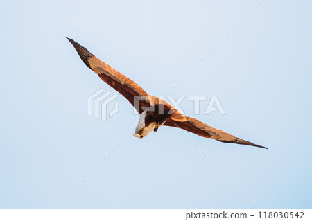Goa, India. Brahminy Kite Eating Crab In Flight In Blue Sky 118030542