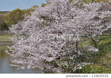 長井植物園的櫻花 長井植物園的櫻花 118030558