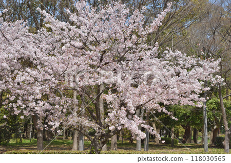 長井植物園的櫻花 長井植物園的櫻花 118030565